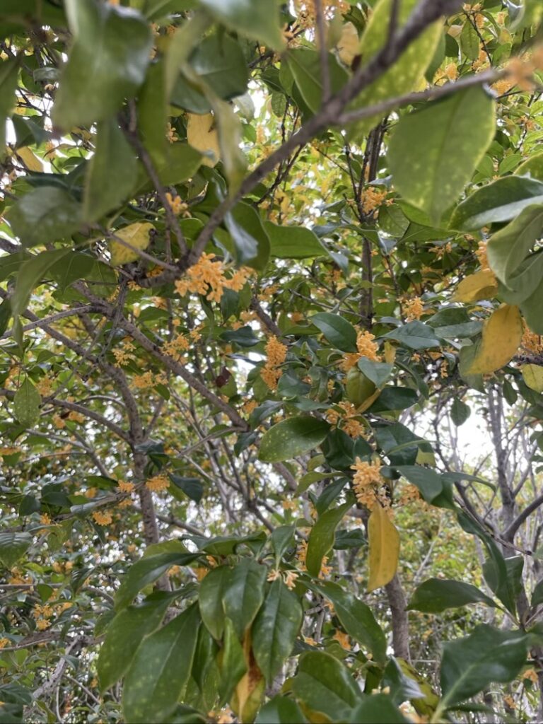 日本でもよく見るオレンジ色のお花