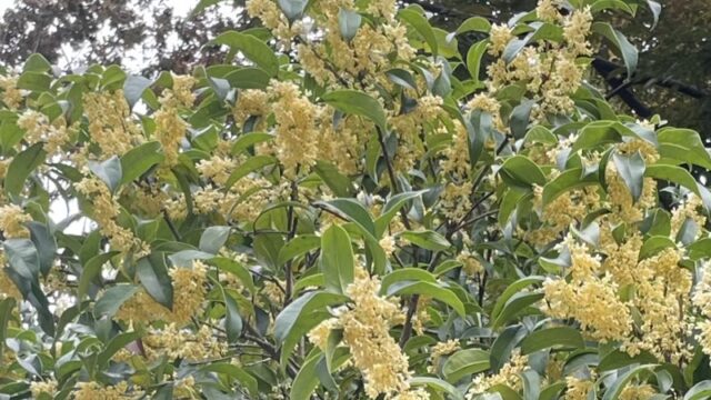 上海のウスギモクセイ。薄黄色のお花がかわいい